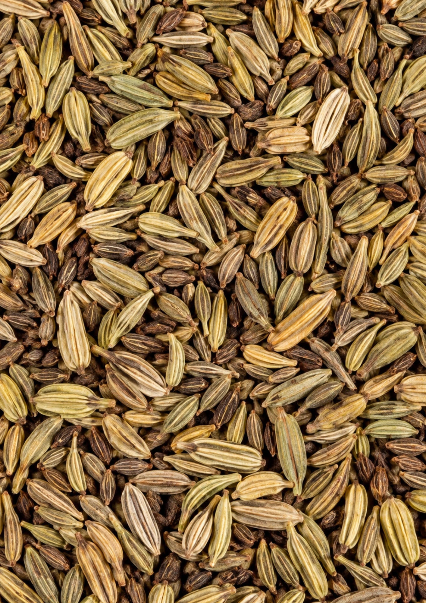 Anis - Kümmel - Fenchel BIO Ziehblatt