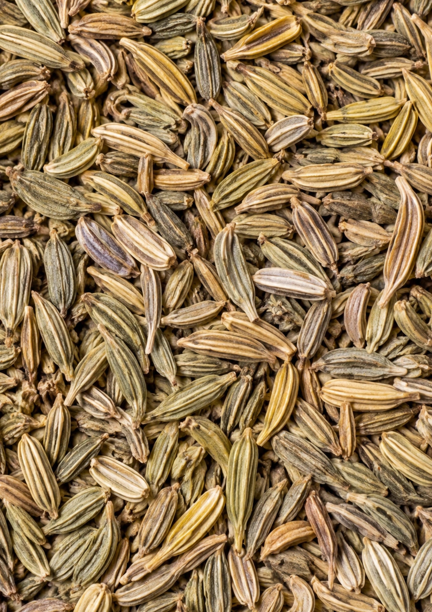 Fenchel BIO Ziehblatt