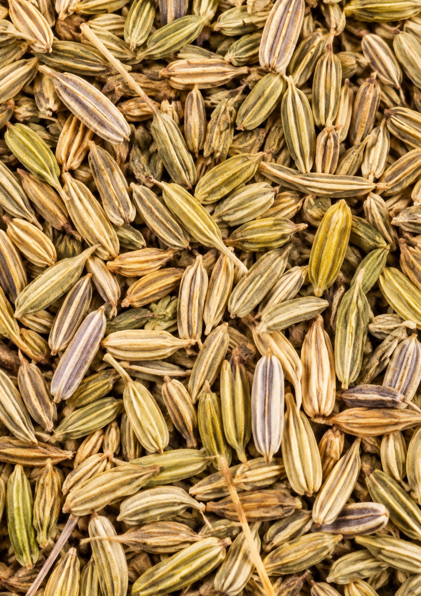 Fenchel Ziehblatt