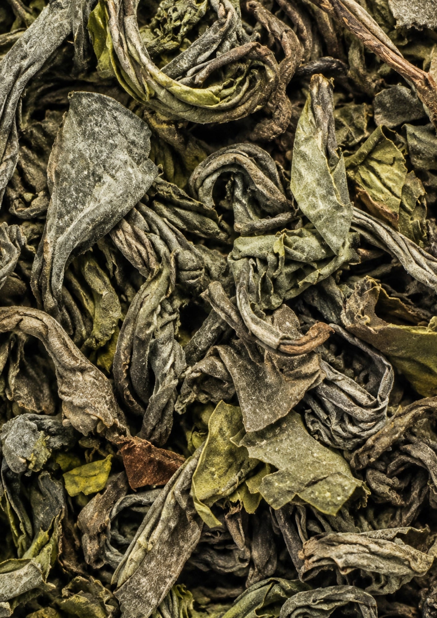 Japan Oolong BIO rootl