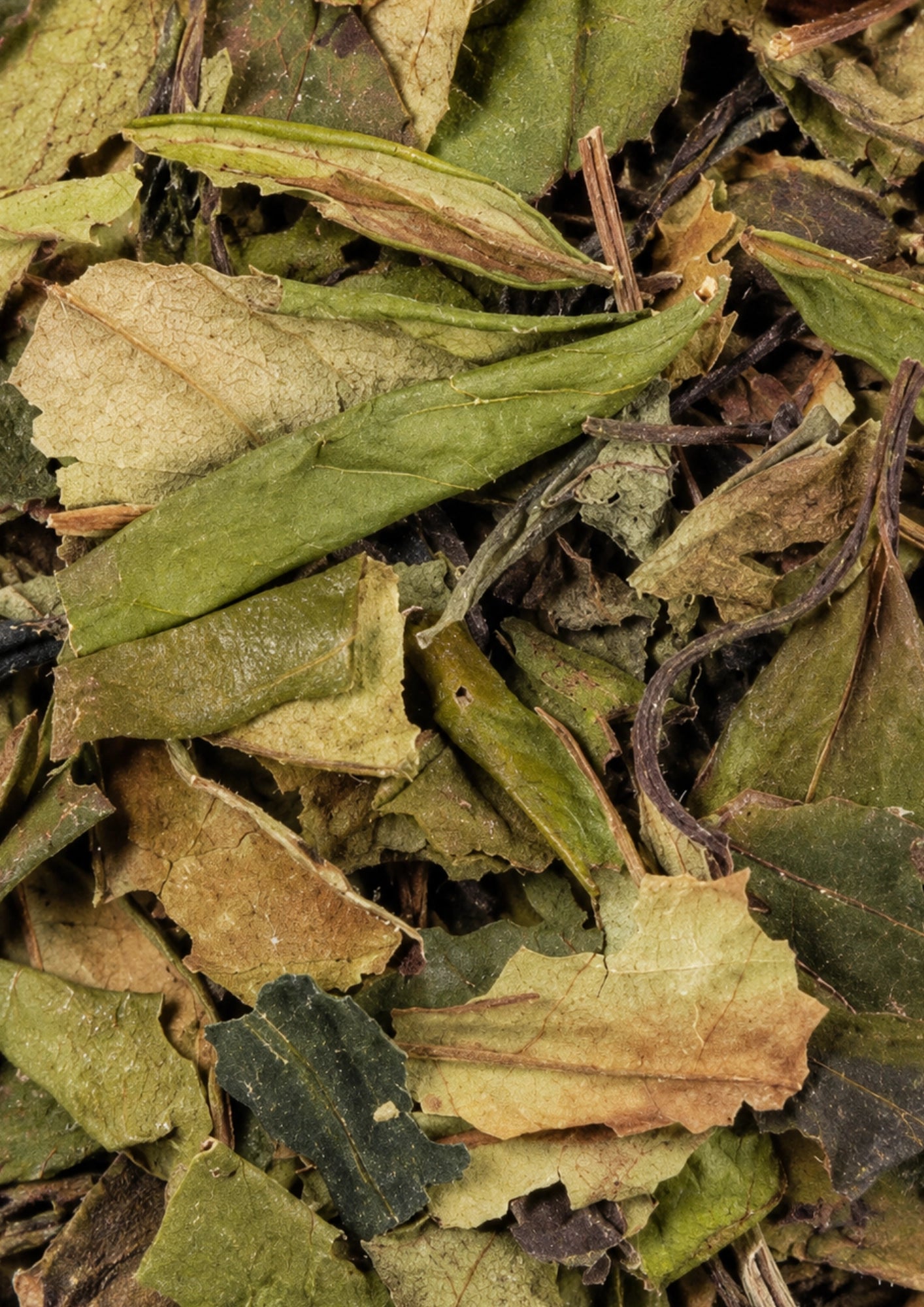 White Tea Superior Blend BIO rootl
